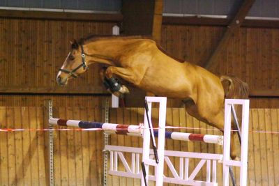 Champi beim Freispringen